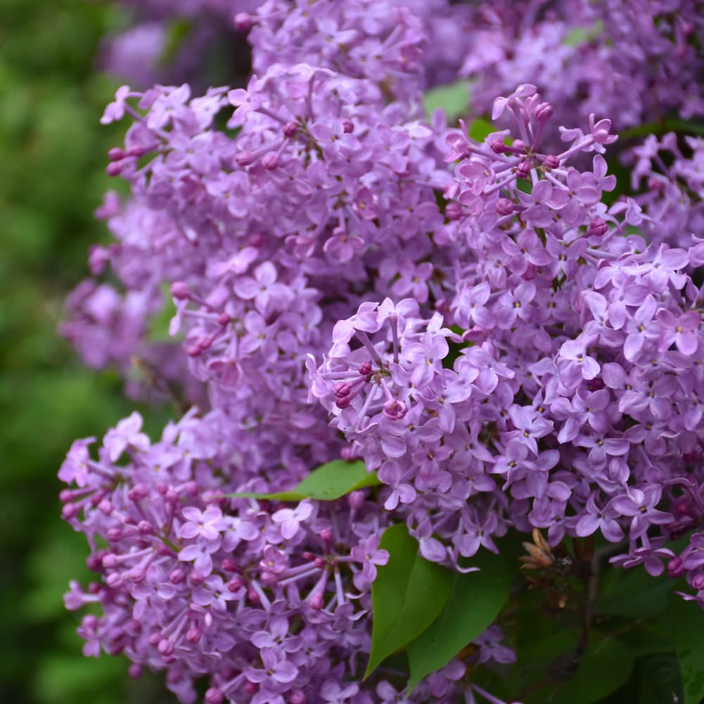 NetPS Plant Finder (www.netpsplantfinder.com)