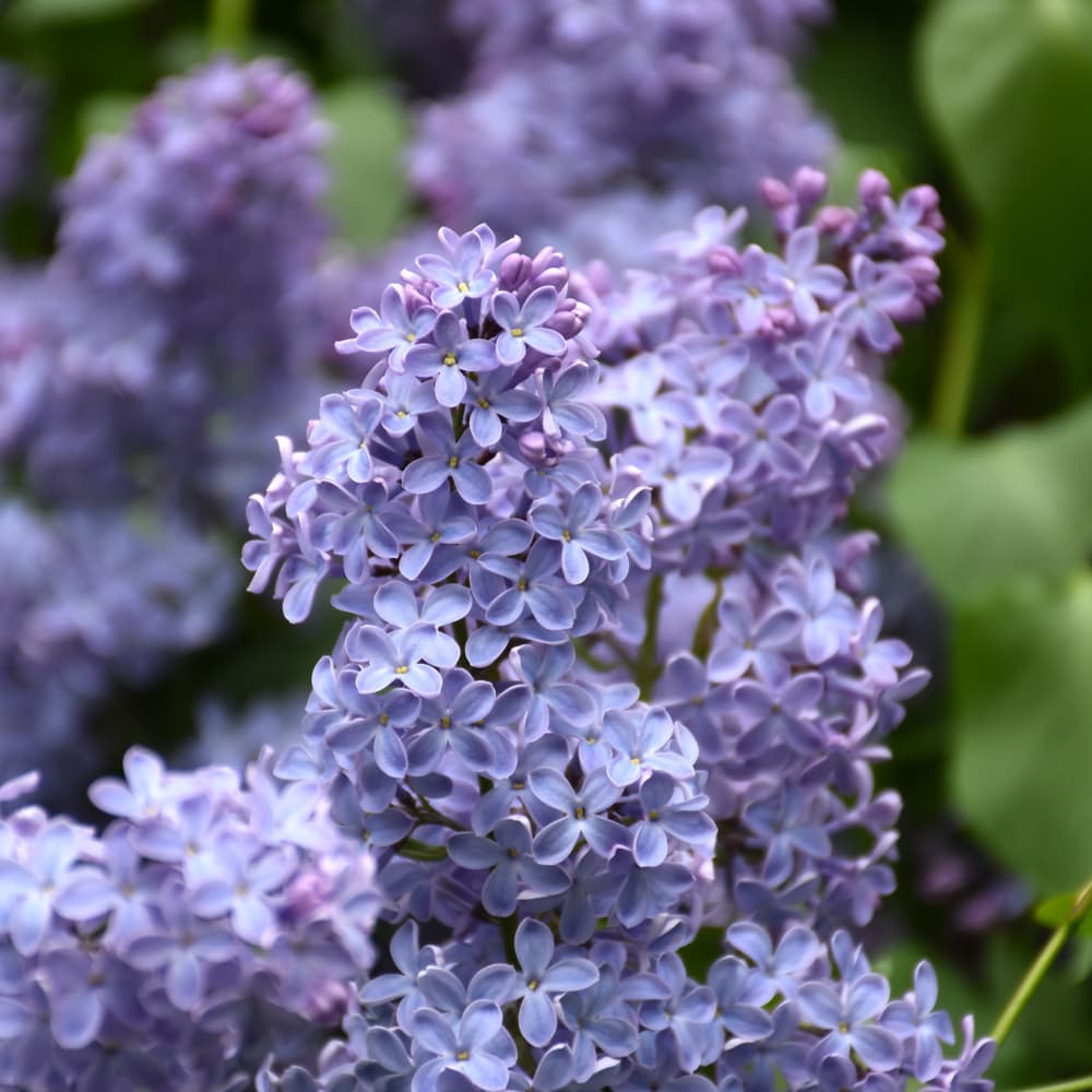 NetPS Plant Finder (www.netpsplantfinder.com)