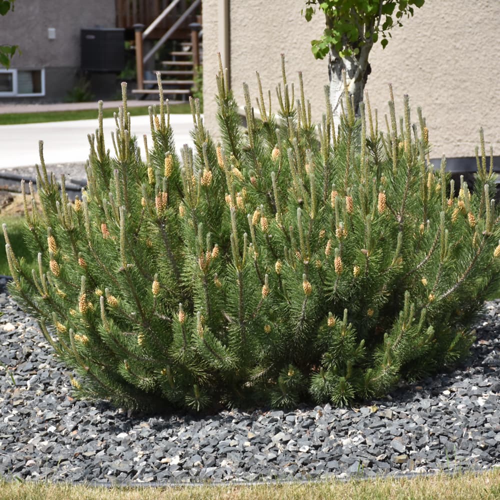 NetPS Plant Finder (www.netpsplantfinder.com)