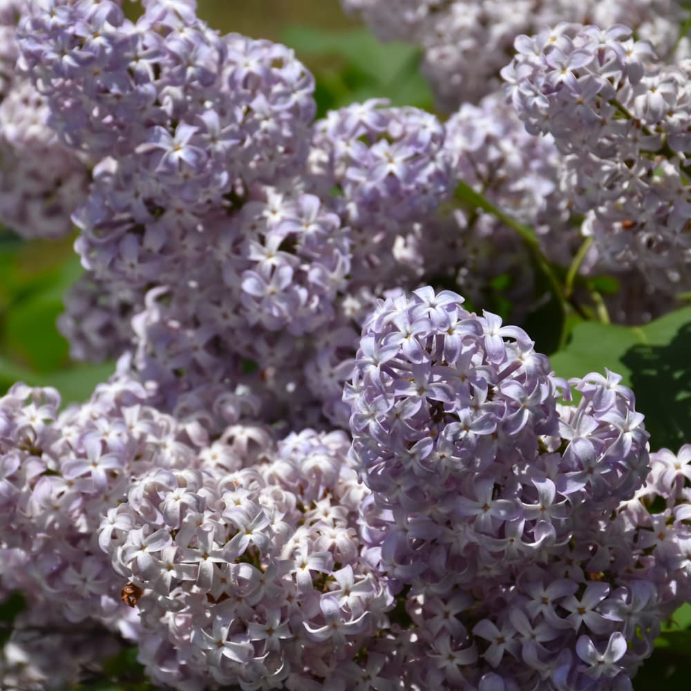 NetPS Plant Finder (www.netpsplantfinder.com)