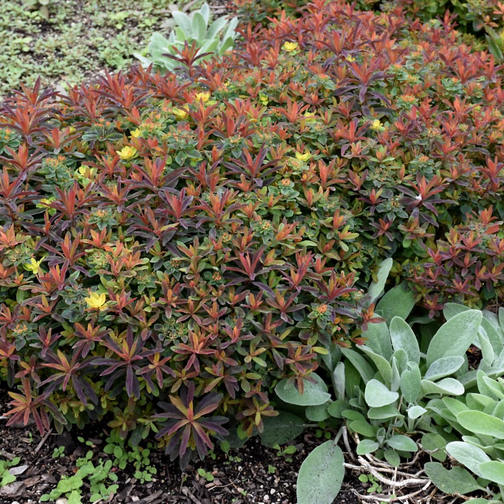 NetPS Plant Finder (www.netpsplantfinder.com)