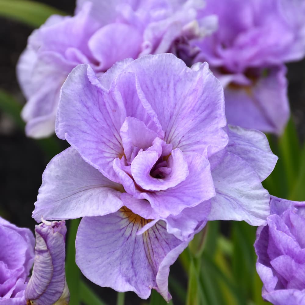 NetPS Plant Finder (www.netpsplantfinder.com)