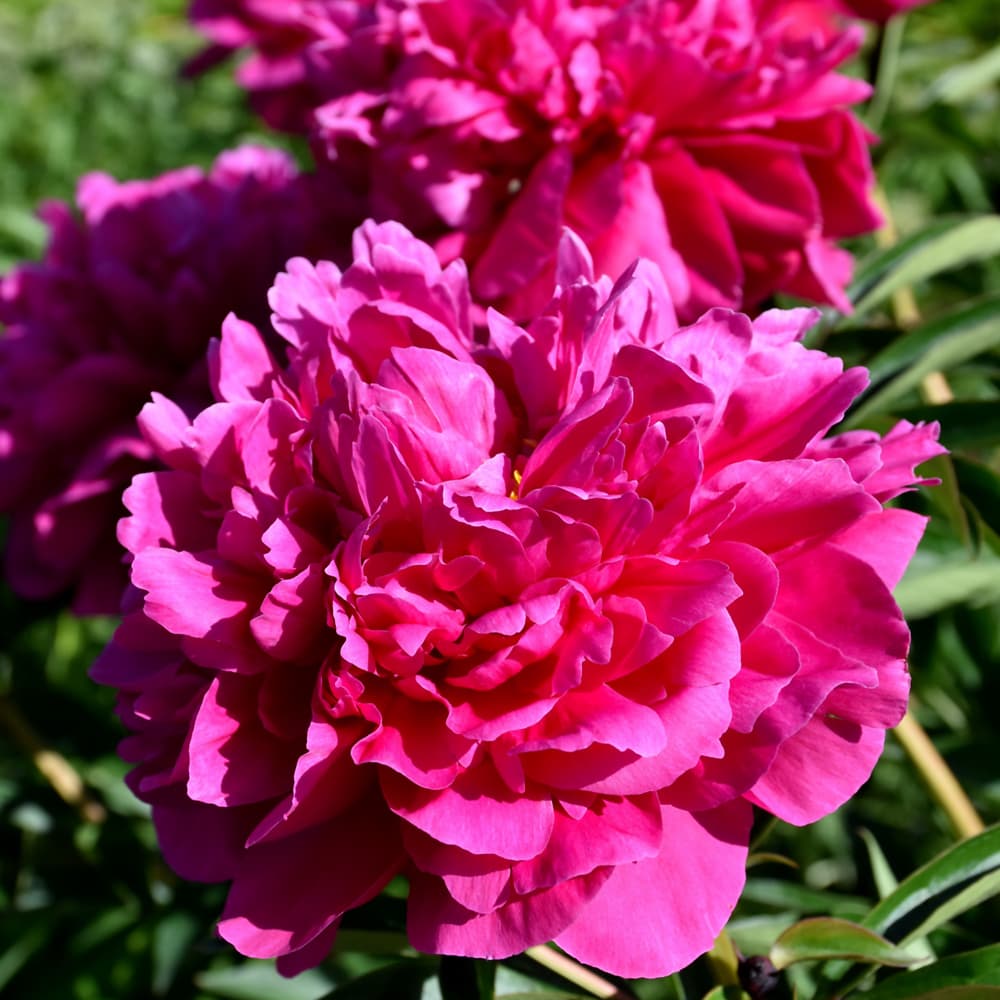 NetPS Plant Finder (www.netpsplantfinder.com)