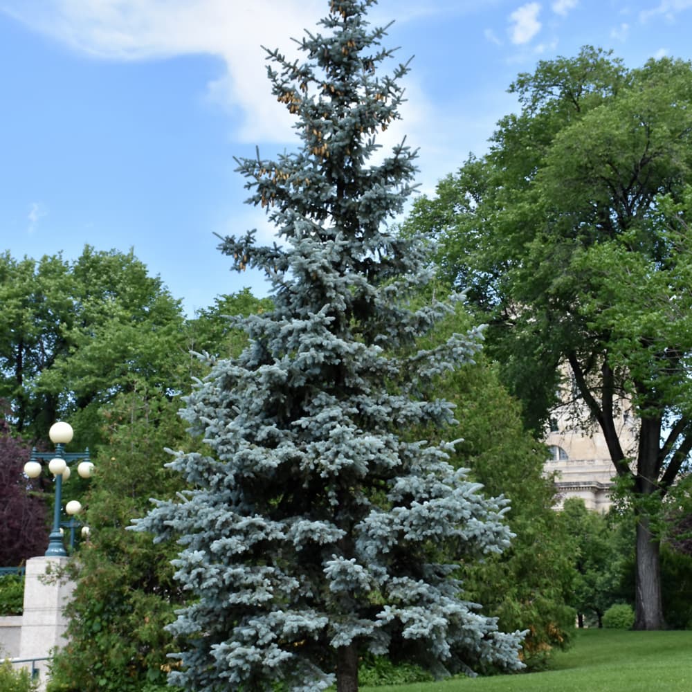 NetPS Plant Finder (www.netpsplantfinder.com)