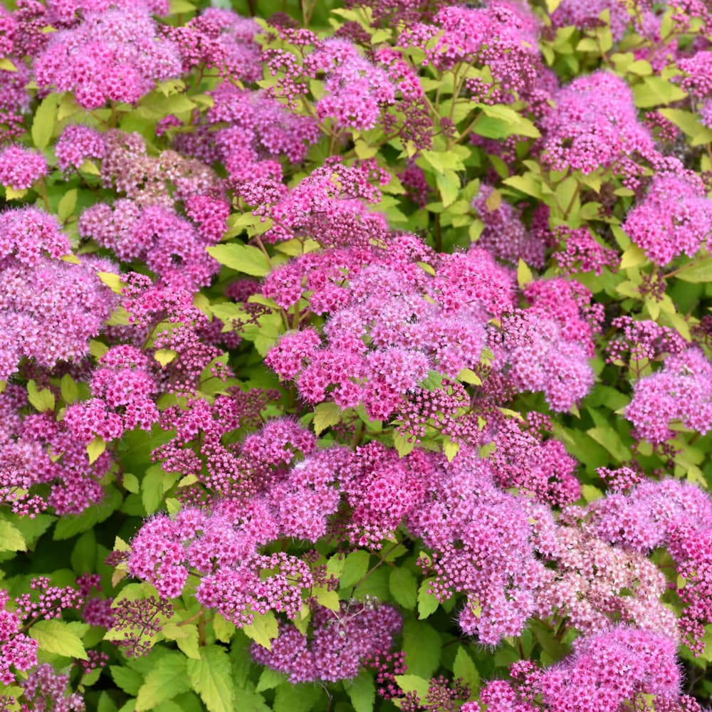 NetPS Plant Finder (www.netpsplantfinder.com)