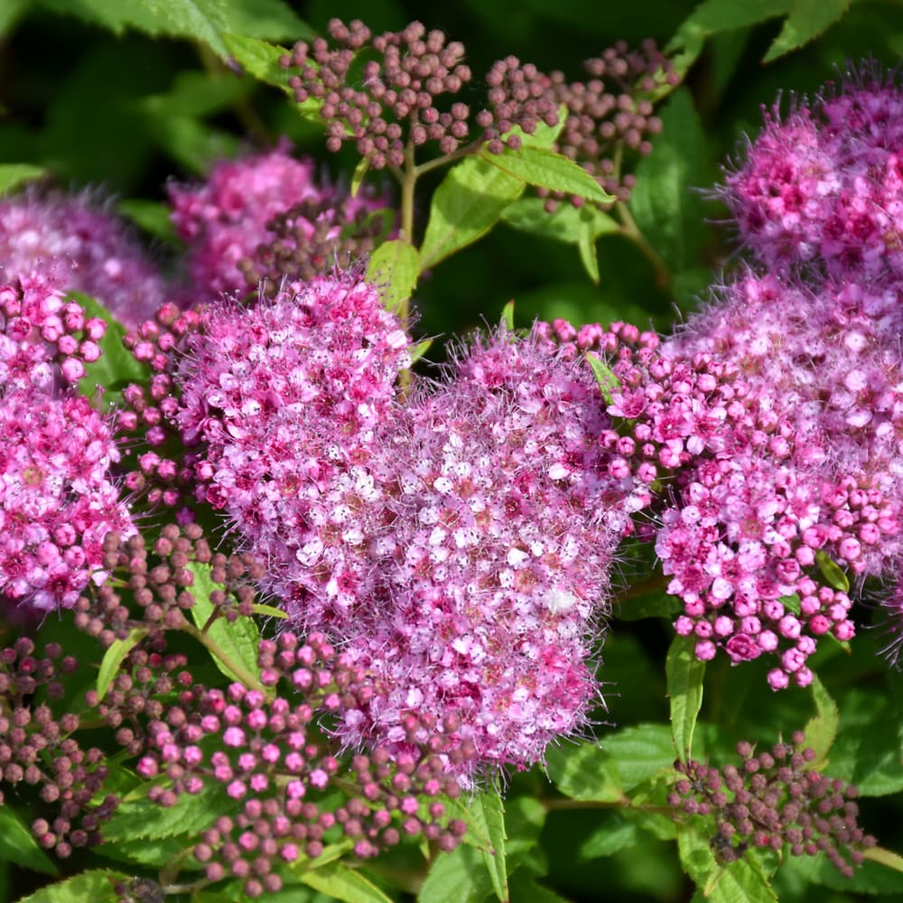 NetPS Plant Finder (www.netpsplantfinder.com)