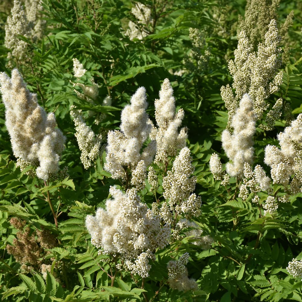 NetPS Plant Finder (www.netpsplantfinder.com)