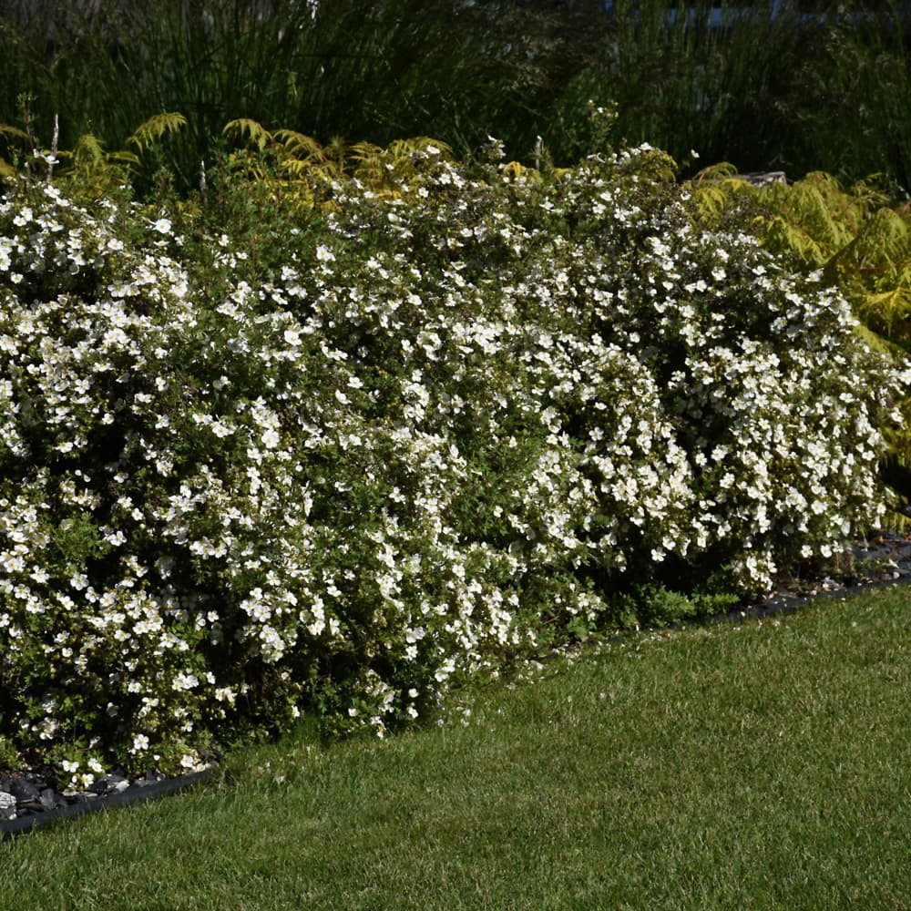 NetPS Plant Finder (www.netpsplantfinder.com)