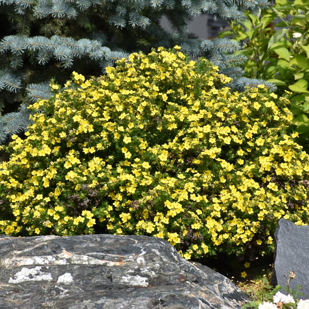 NetPS Plant Finder (www.netpsplantfinder.com)