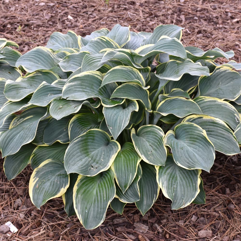 NetPS Plant Finder (www.netpsplantfinder.com)