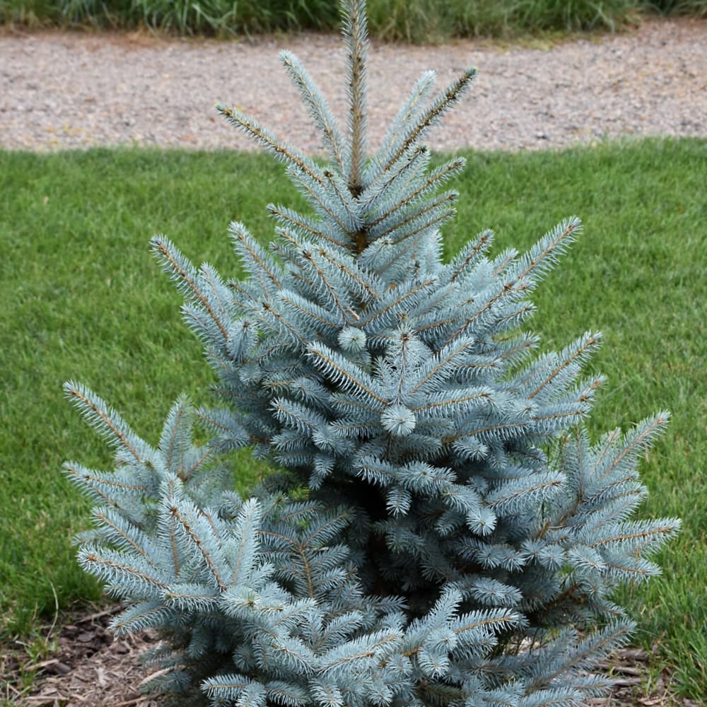 NetPS Plant Finder (www.netpsplantfinder.com)