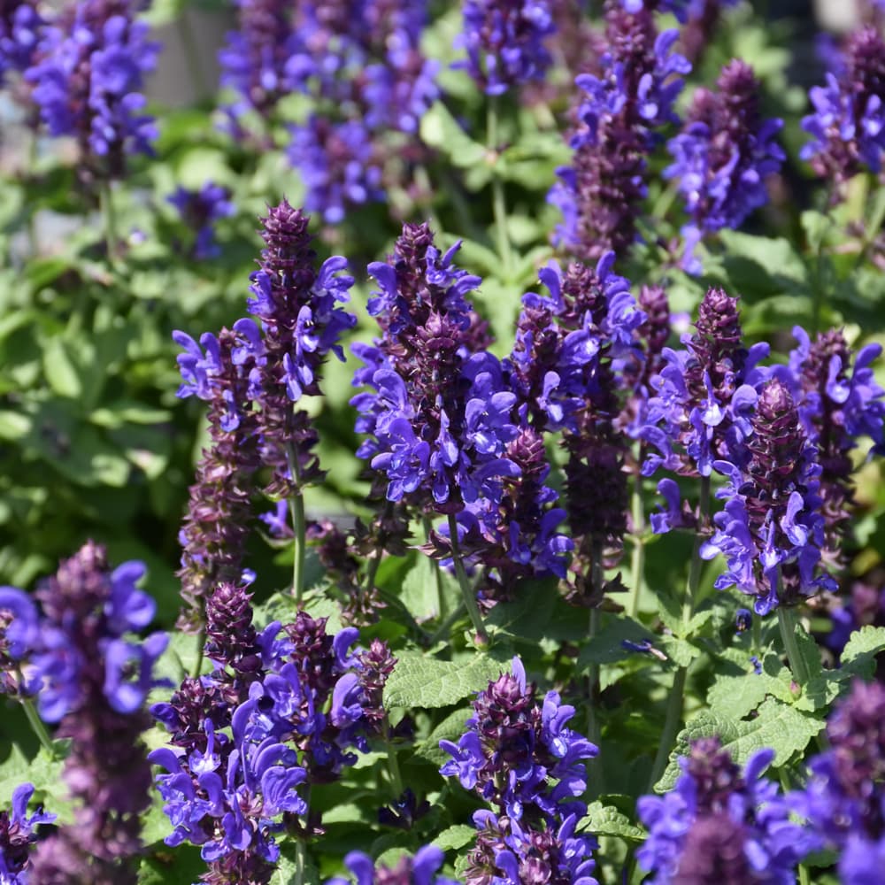 NetPS Plant Finder (www.netpsplantfinder.com)