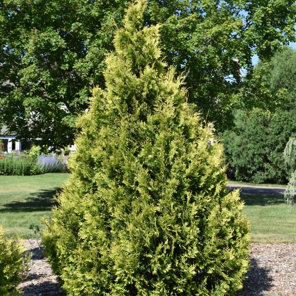 NetPS Plant Finder (www.netpsplantfinder.com)