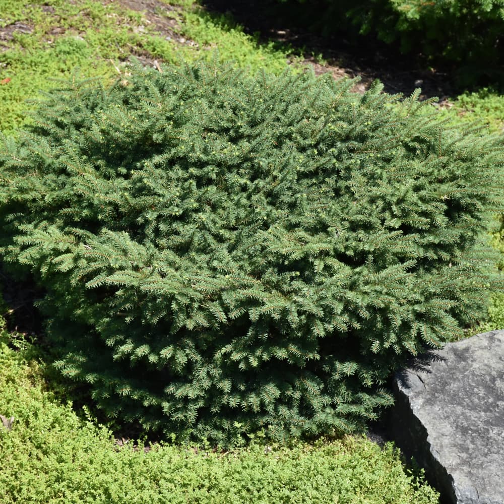 Spruce Birds Nest