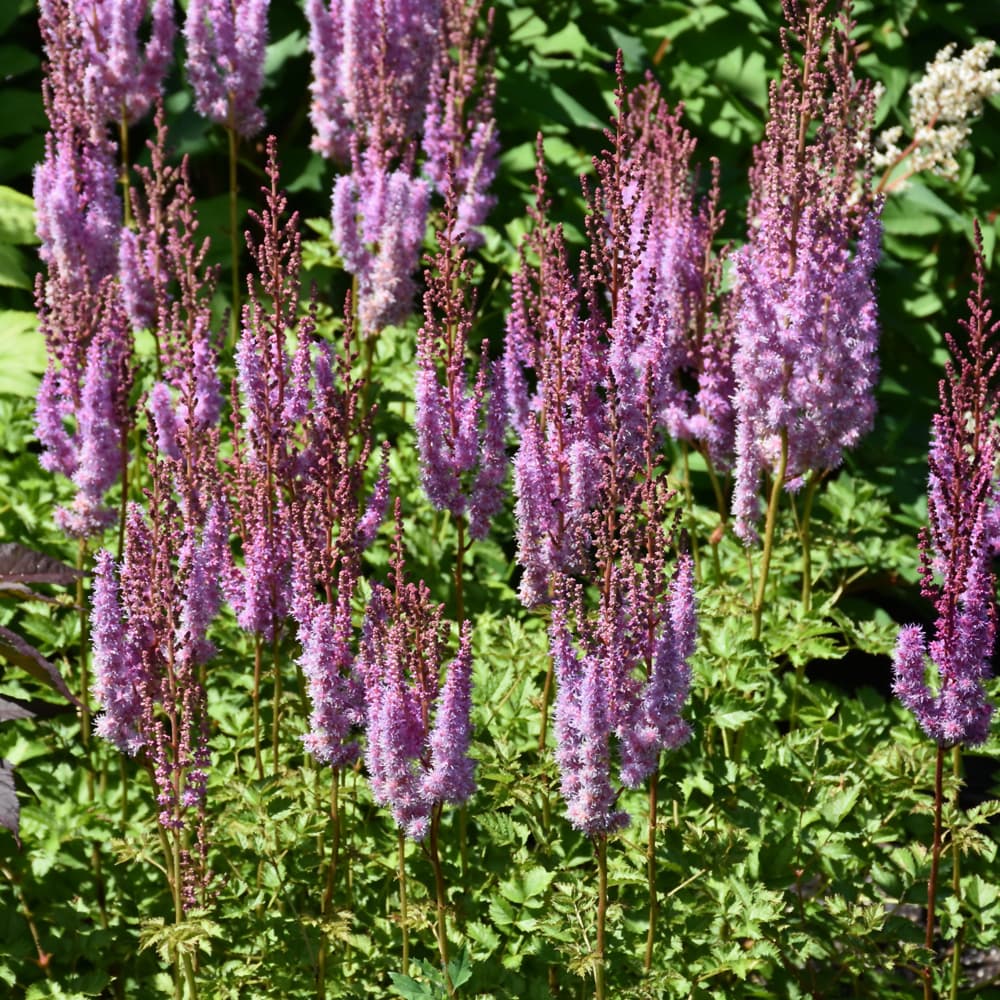 NetPS Plant Finder (www.netpsplantfinder.com)