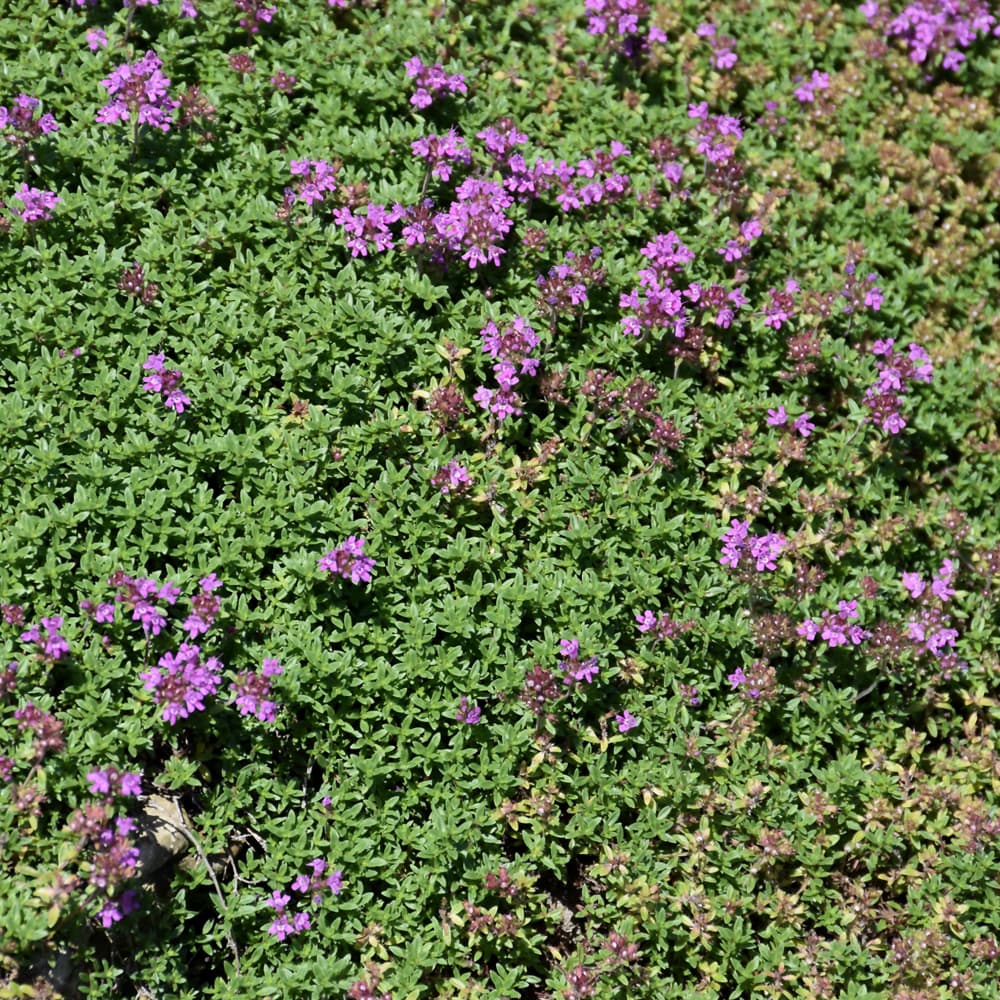 Creeping Thyme