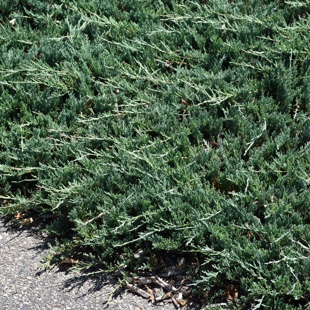 NetPS Plant Finder (www.netpsplantfinder.com)