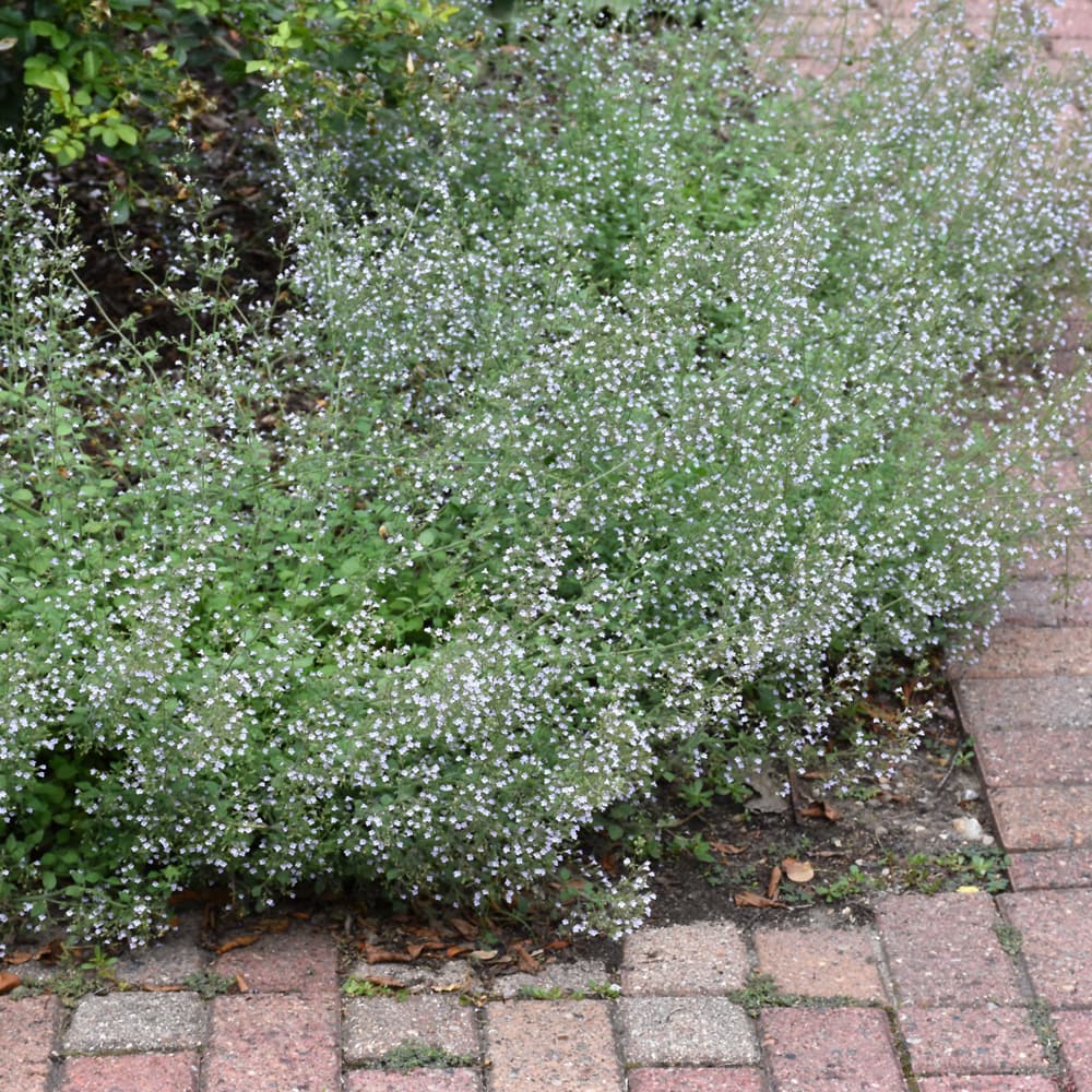 NetPS Plant Finder (www.netpsplantfinder.com)