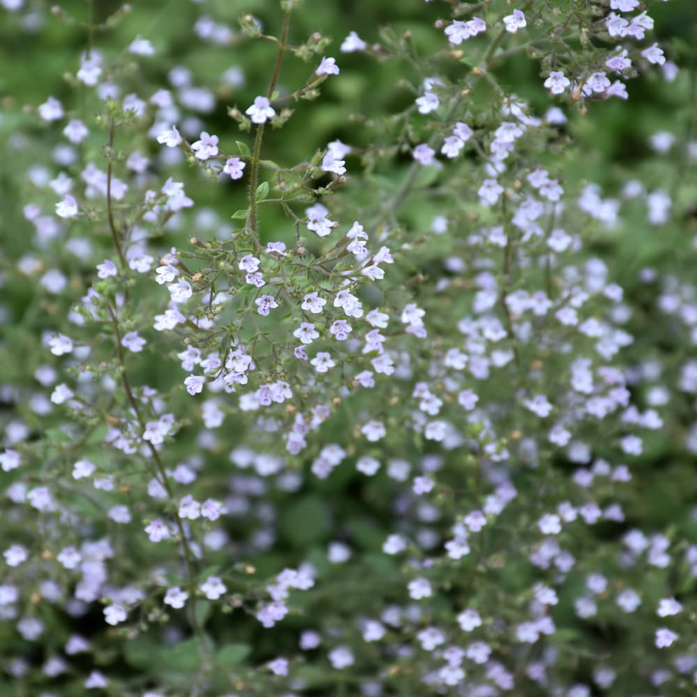 NetPS Plant Finder (www.netpsplantfinder.com)