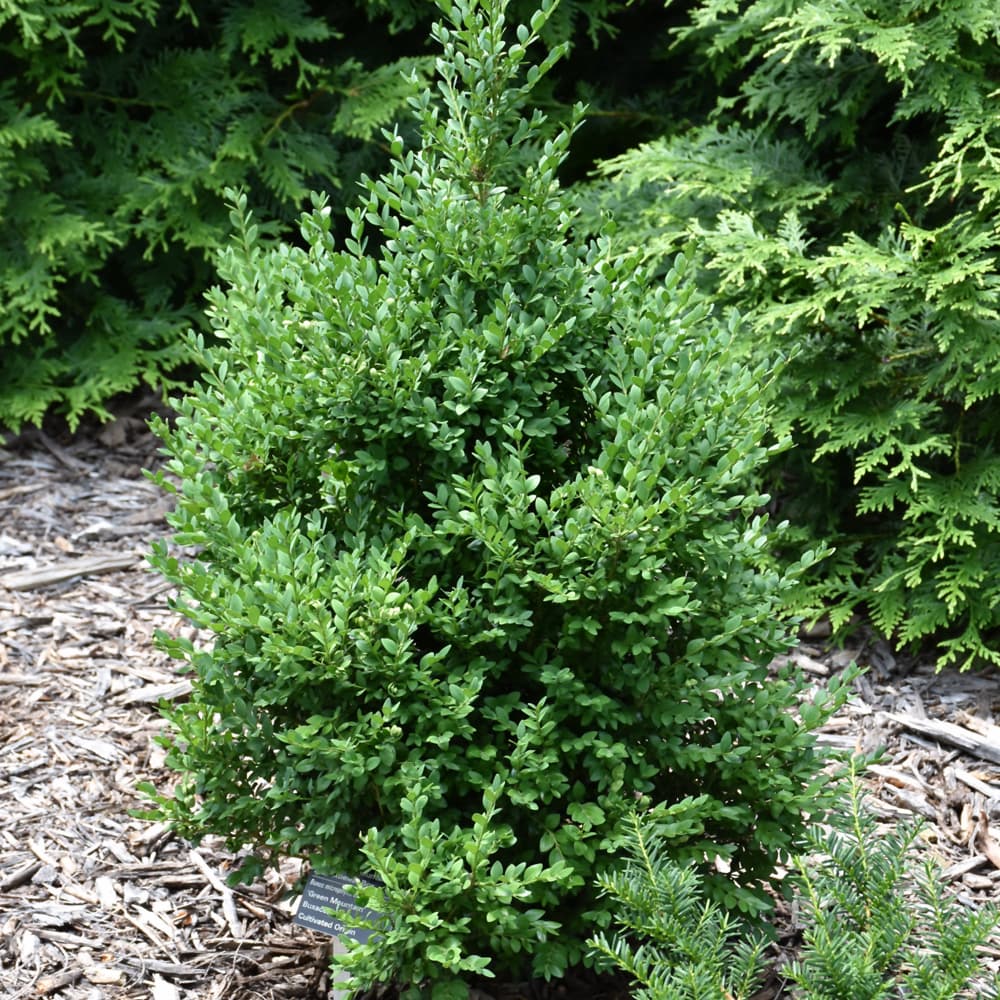 NetPS Plant Finder (www.netpsplantfinder.com)