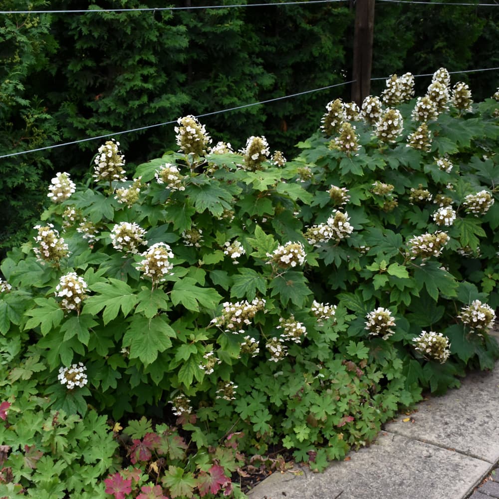 NetPS Plant Finder (www.netpsplantfinder.com)