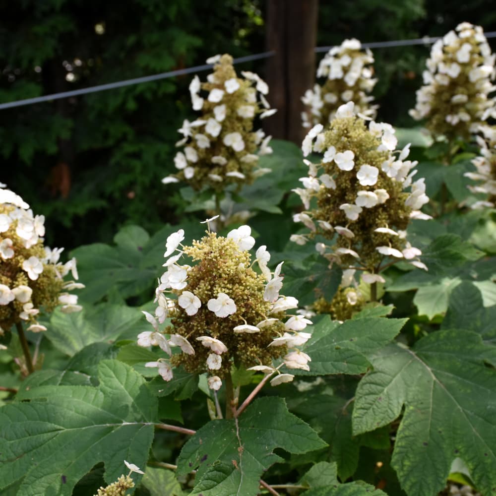 NetPS Plant Finder (www.netpsplantfinder.com)