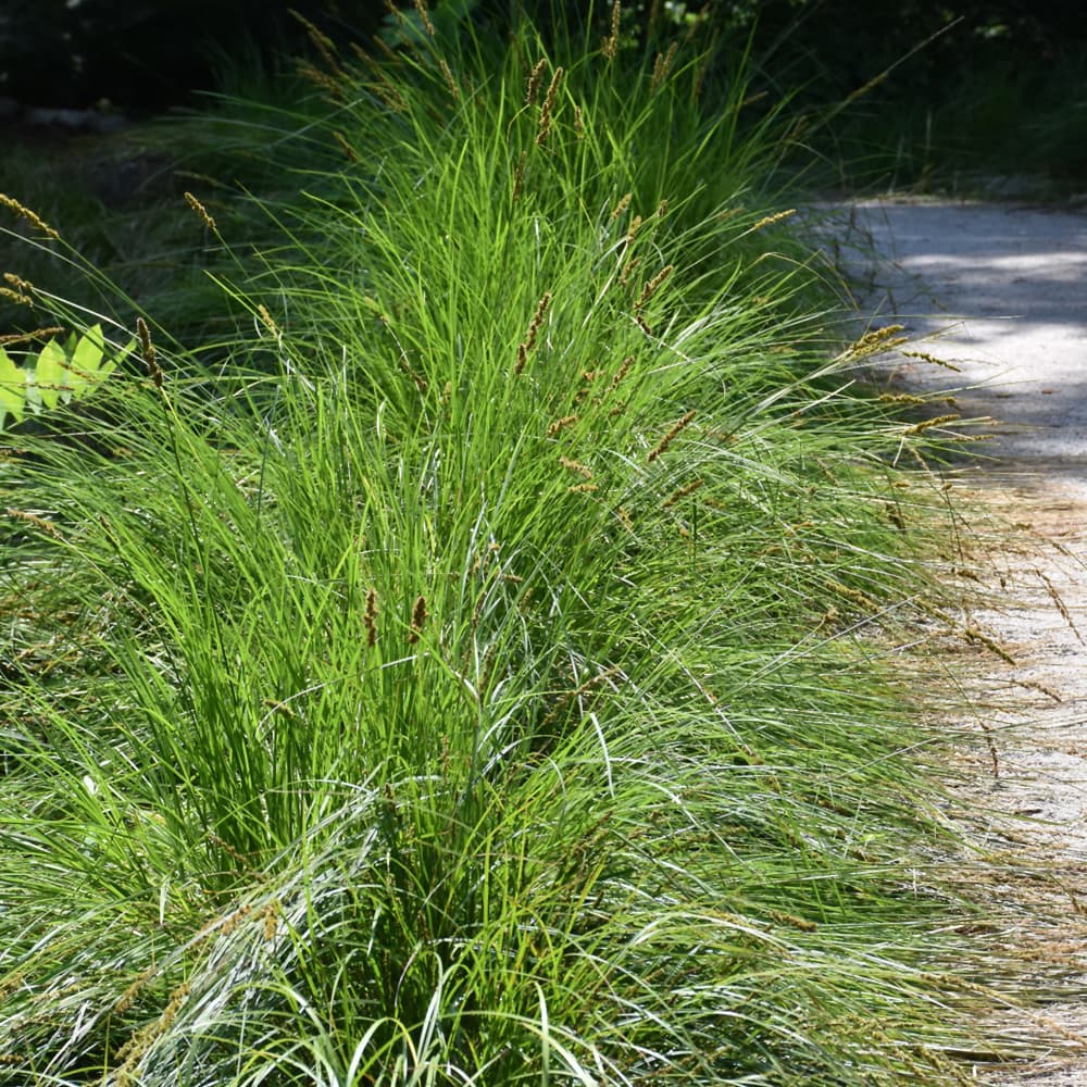 NetPS Plant Finder (www.netpsplantfinder.com)