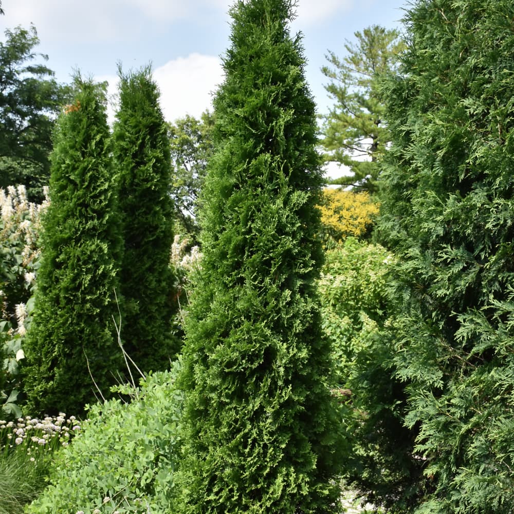 Arborvitae American Pillar