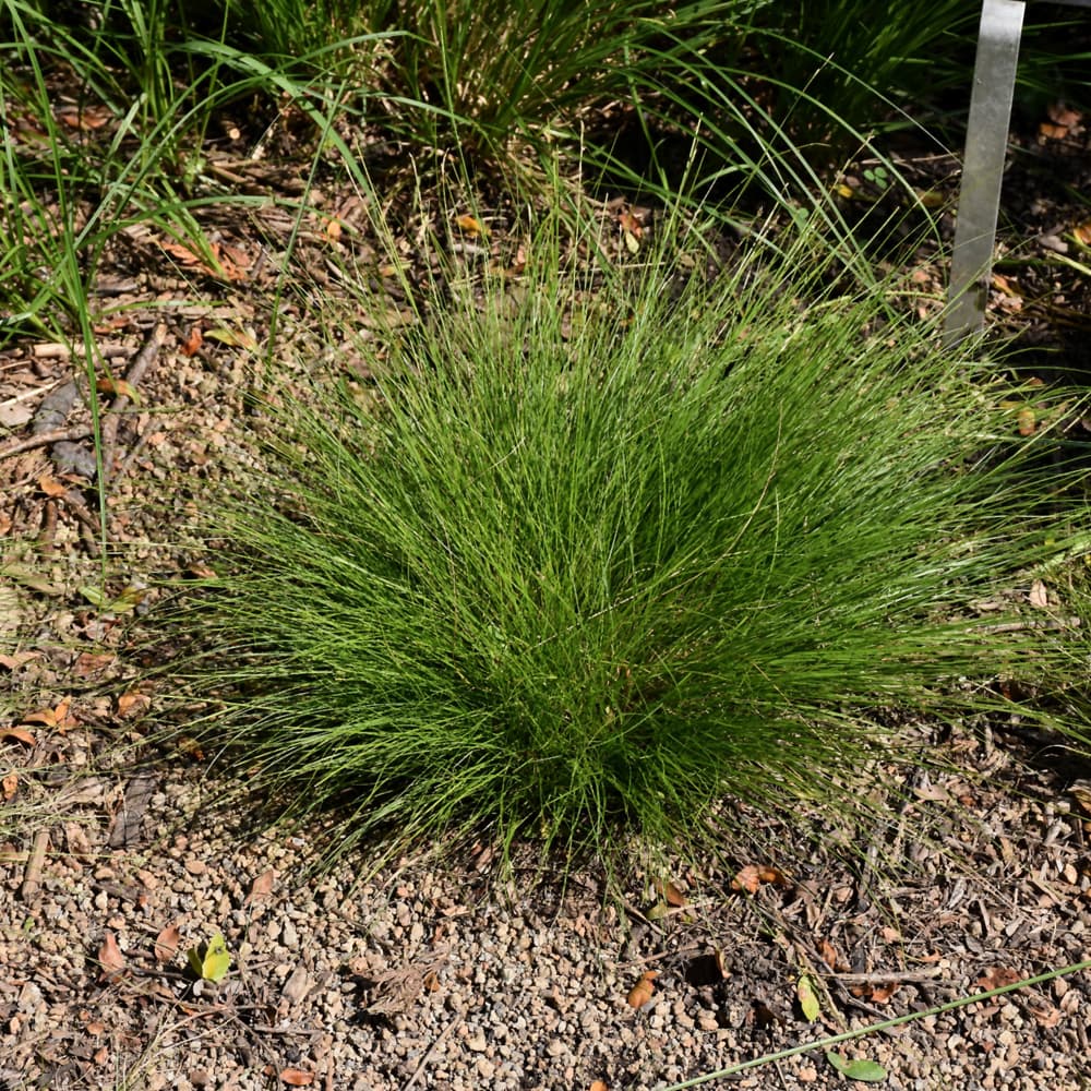 Carex Eburnea
