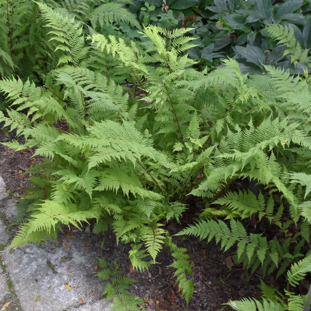 NetPS Plant Finder (www.netpsplantfinder.com)