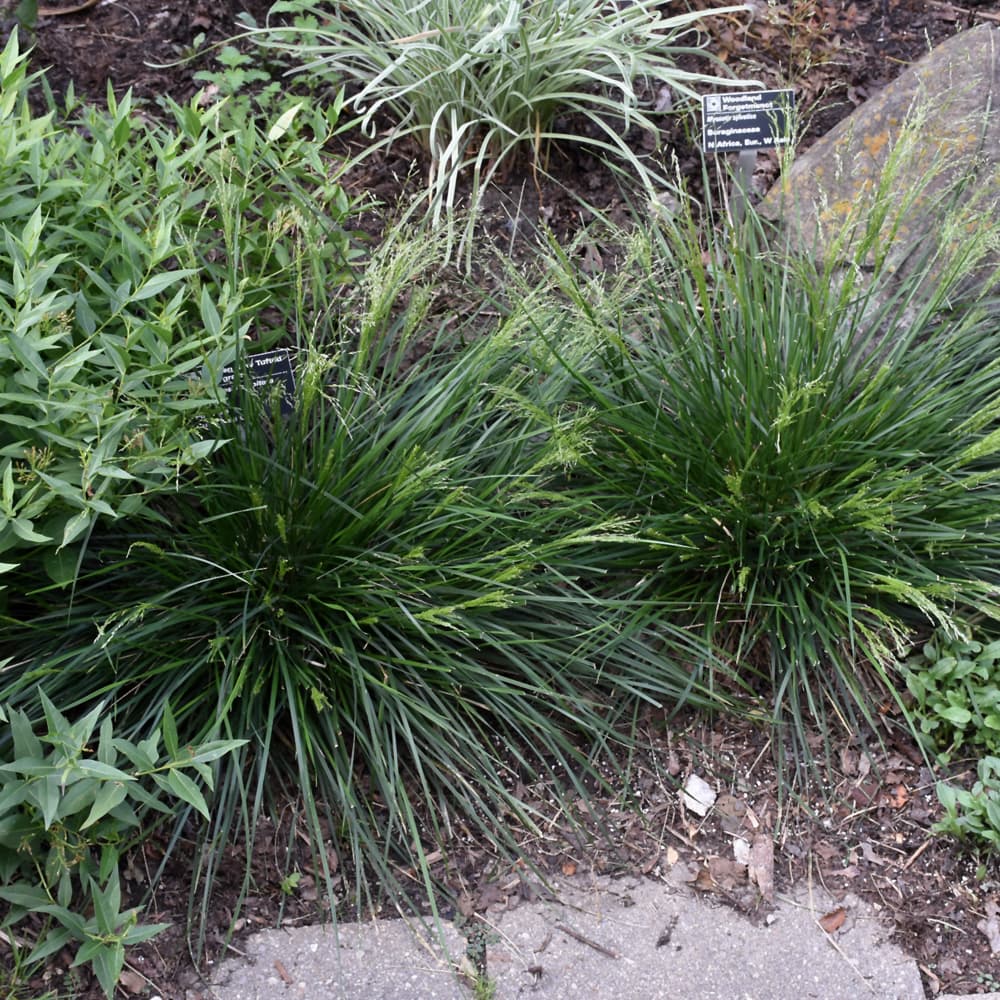 NetPS Plant Finder (www.netpsplantfinder.com)