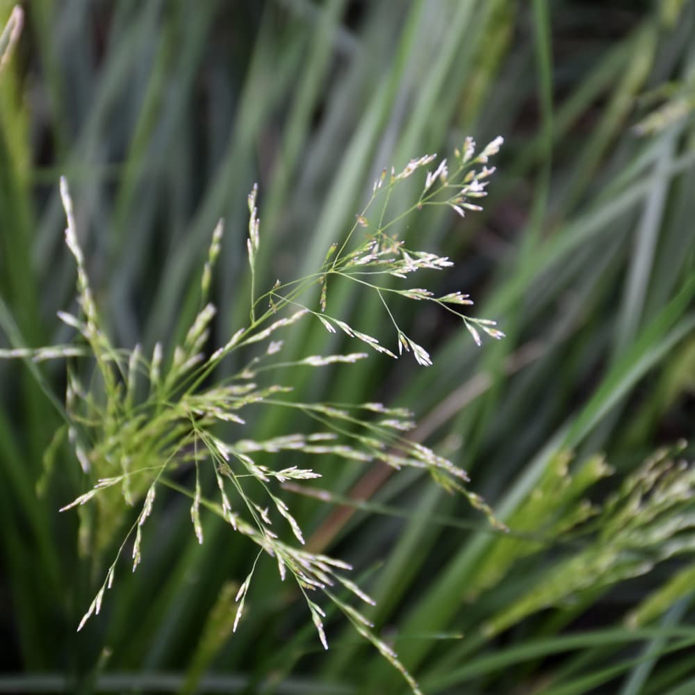 NetPS Plant Finder (www.netpsplantfinder.com)