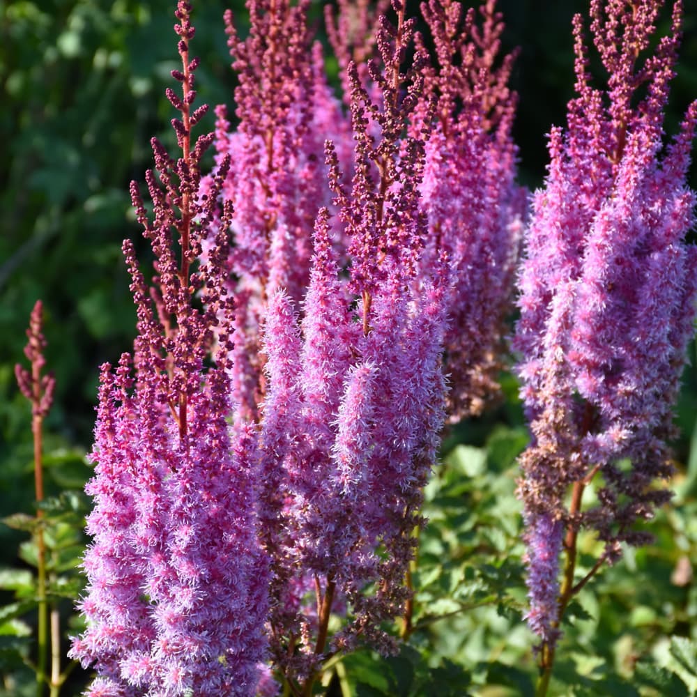 Astilbe Superba