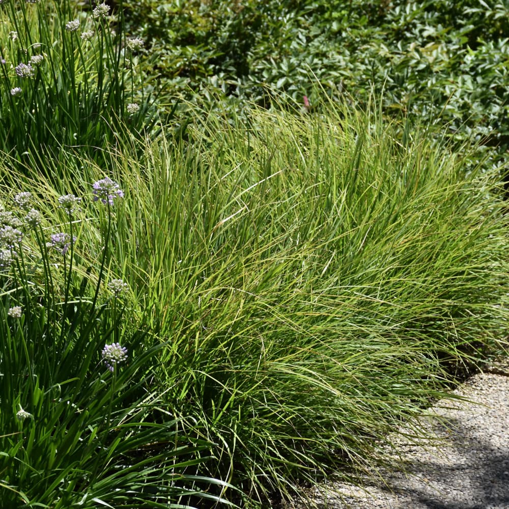 NetPS Plant Finder (www.netpsplantfinder.com)