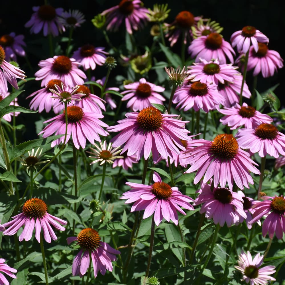NetPS Plant Finder (www.netpsplantfinder.com)