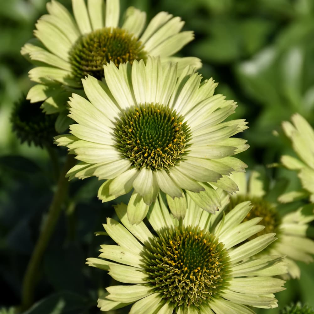 NetPS Plant Finder (www.netpsplantfinder.com)