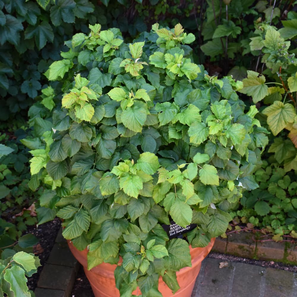 NetPS Plant Finder (www.netpsplantfinder.com)