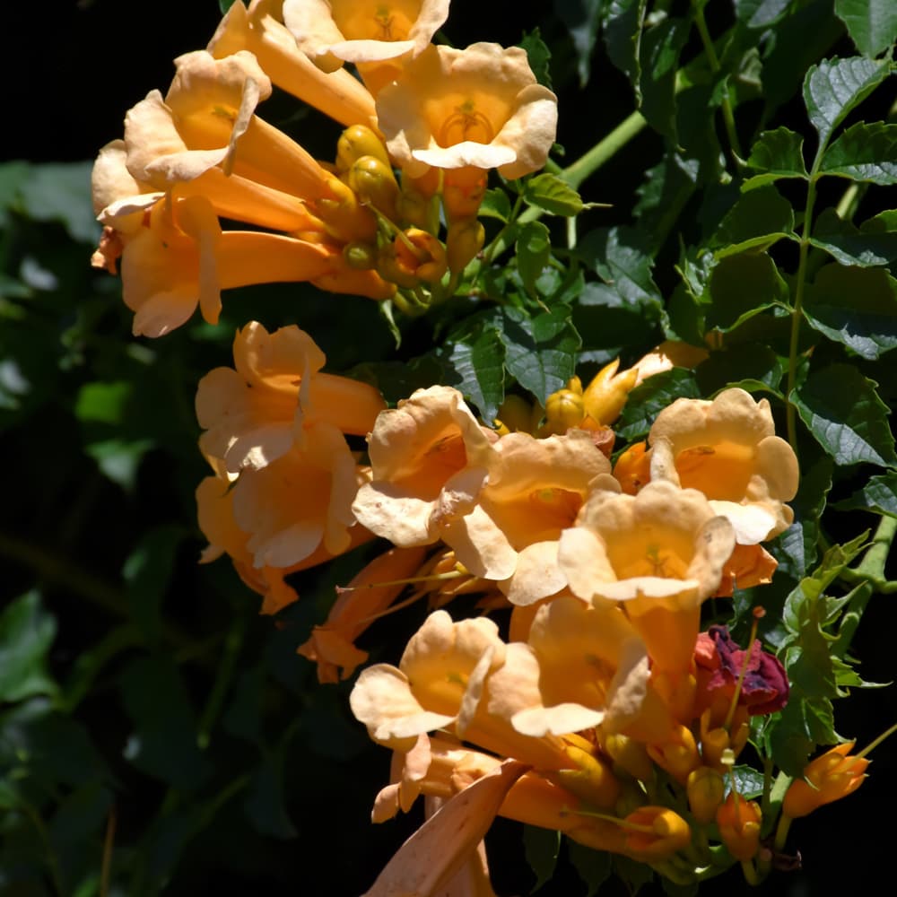 Trumpet Vine Flava