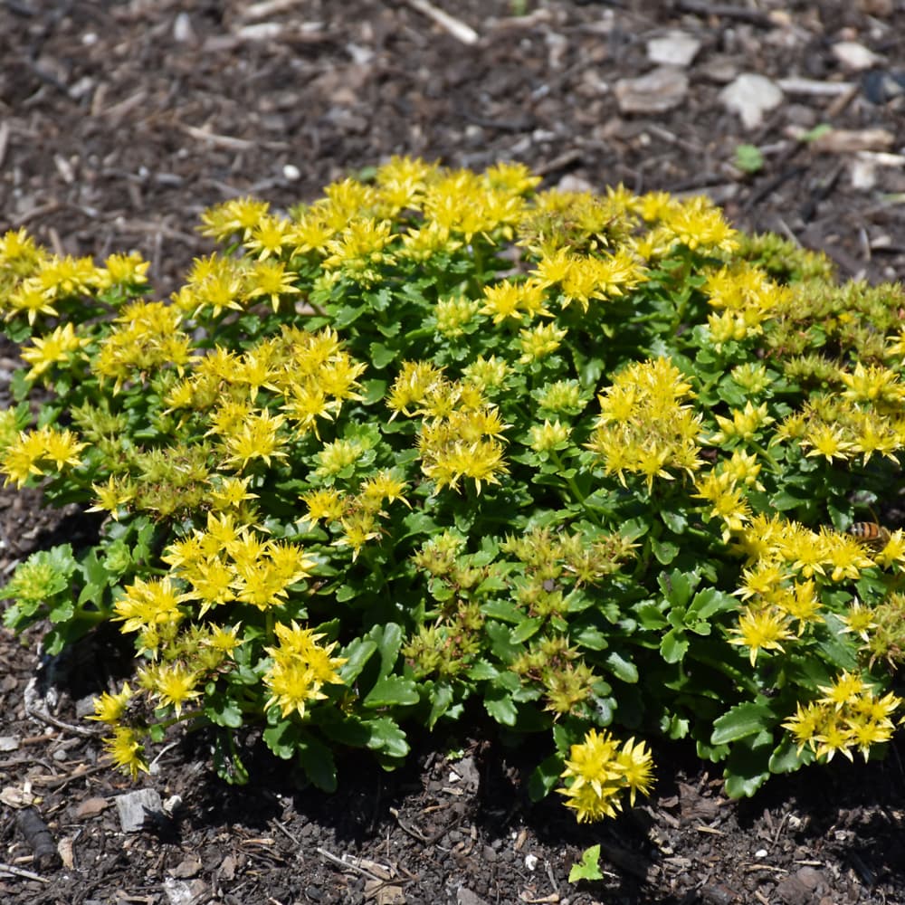 NetPS Plant Finder (www.netpsplantfinder.com)