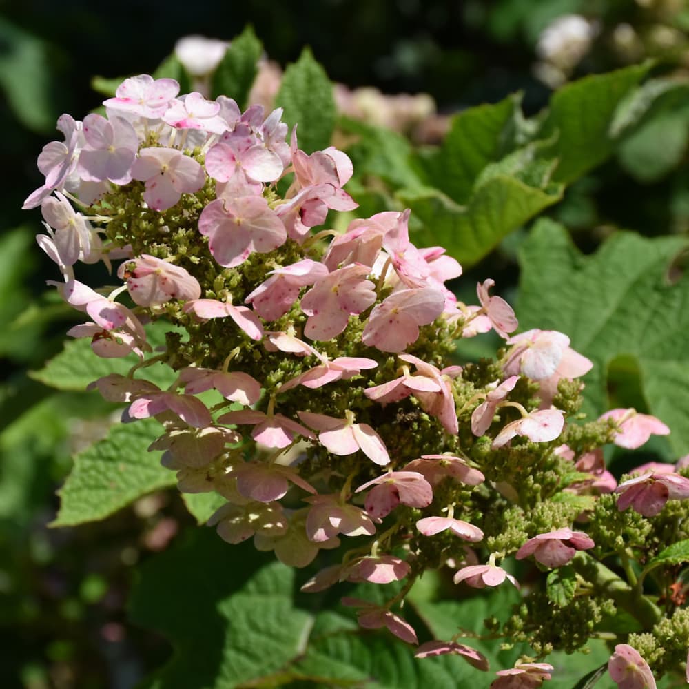 NetPS Plant Finder (www.netpsplantfinder.com)