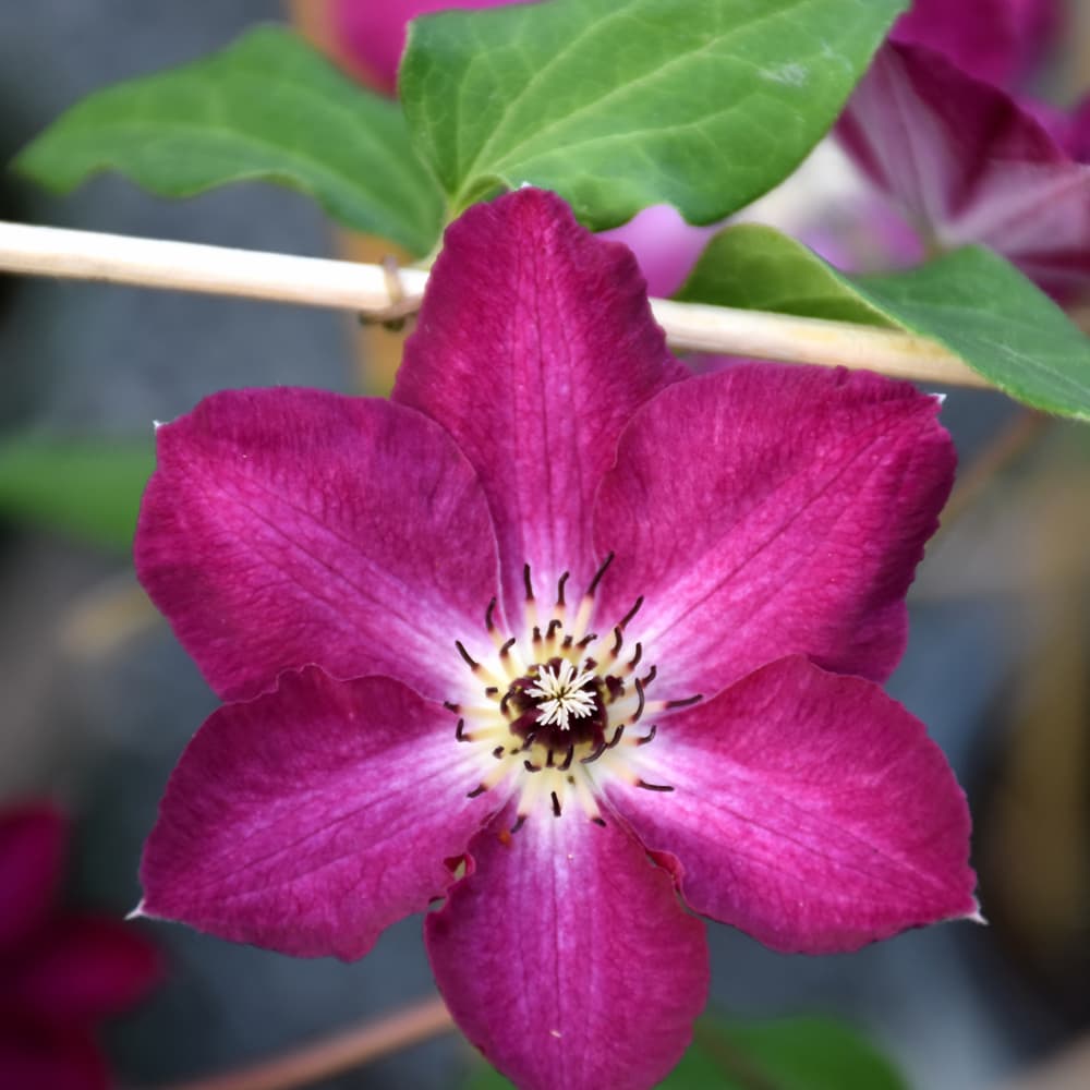 Clematis Viva Polonia