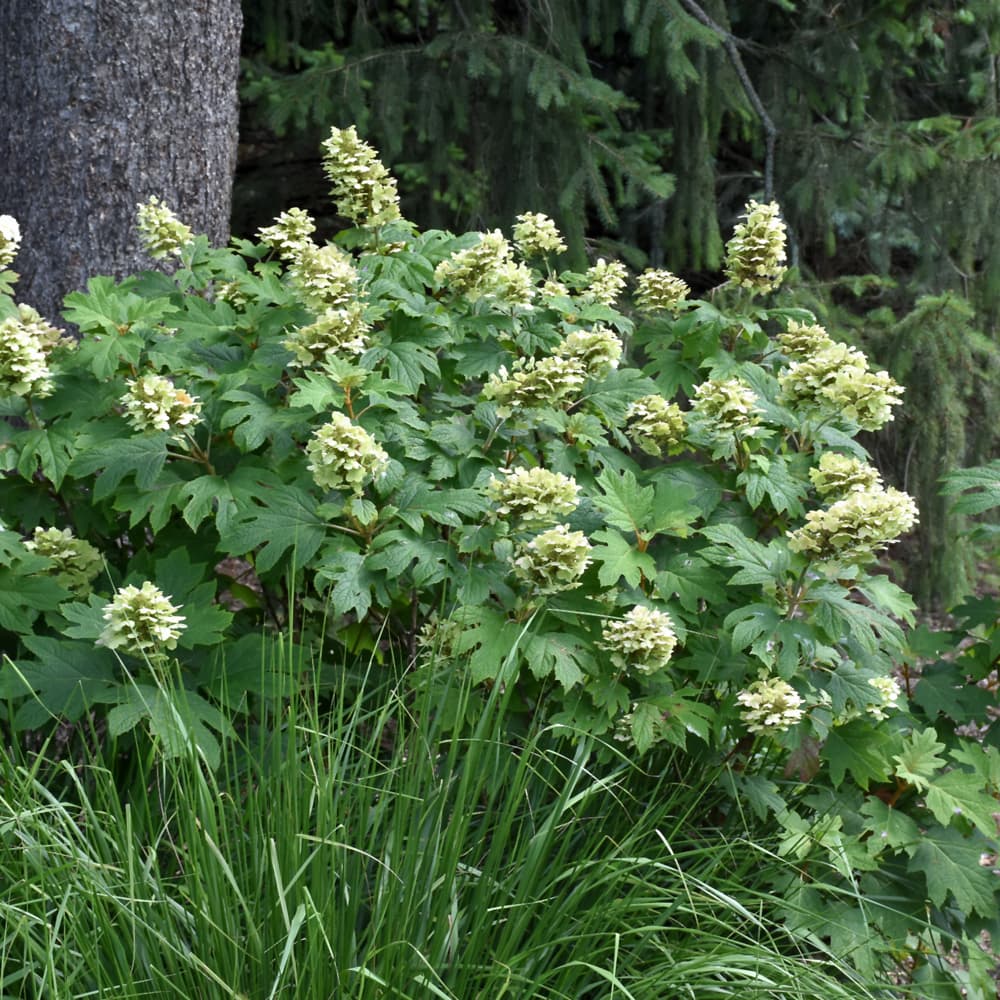 NetPS Plant Finder (www.netpsplantfinder.com)
