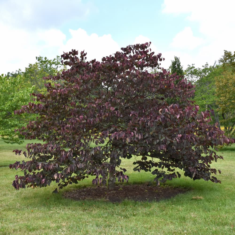 NetPS Plant Finder (www.netpsplantfinder.com)