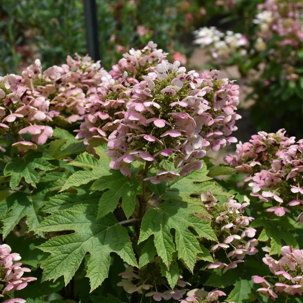 NetPS Plant Finder (www.netpsplantfinder.com)