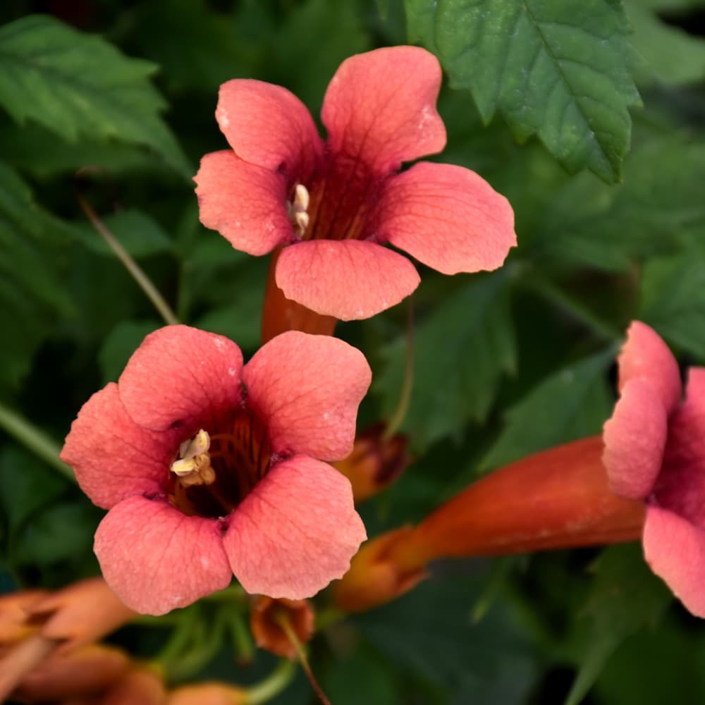 Trumpet Vine Flamenco