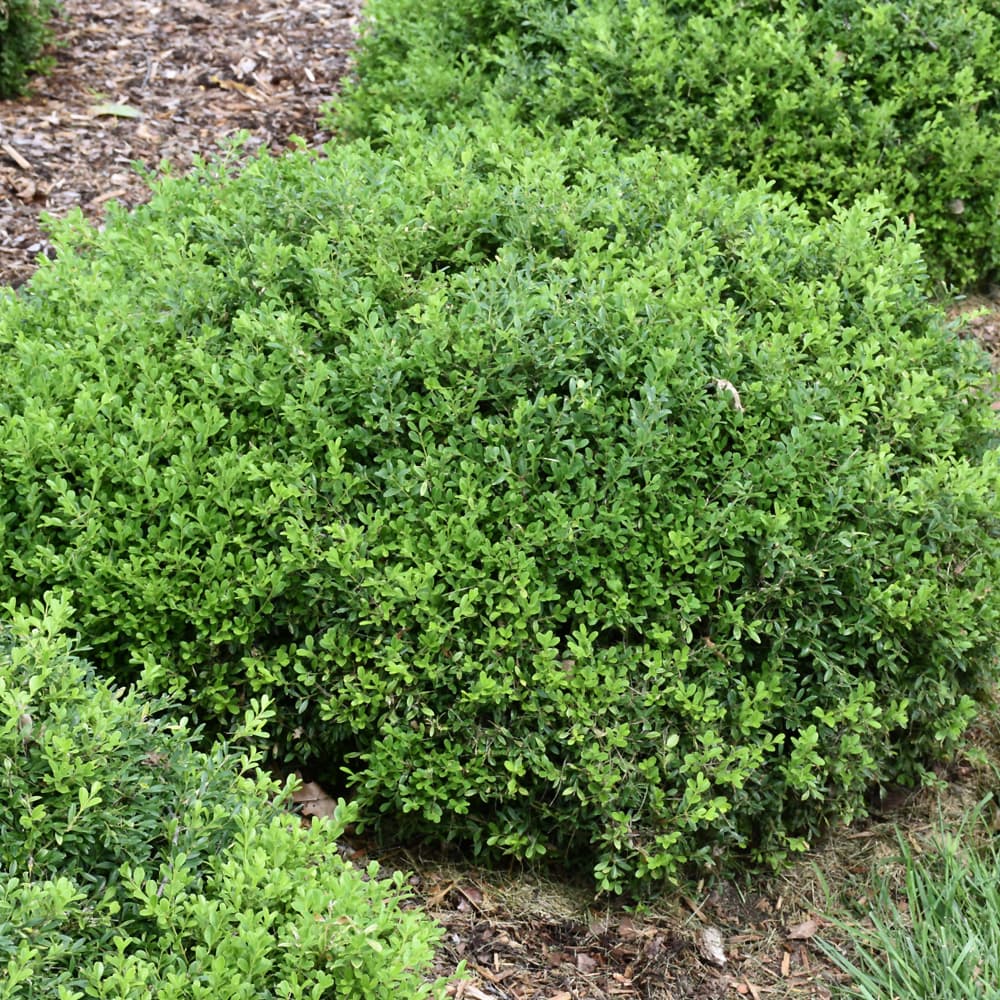 NetPS Plant Finder (www.netpsplantfinder.com)
