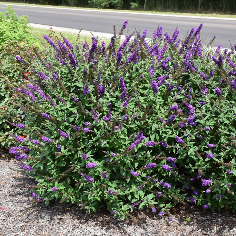 NetPS Plant Finder (www.netpsplantfinder.com)