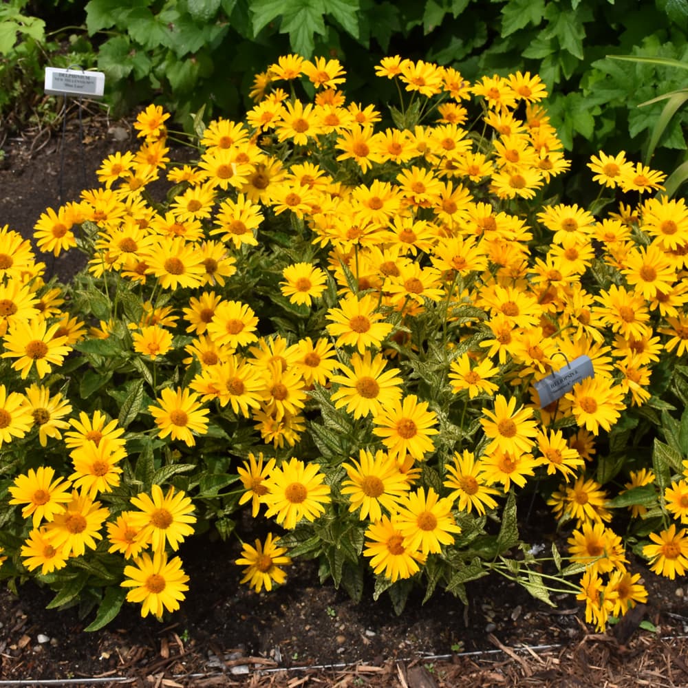 NetPS Plant Finder (www.netpsplantfinder.com)