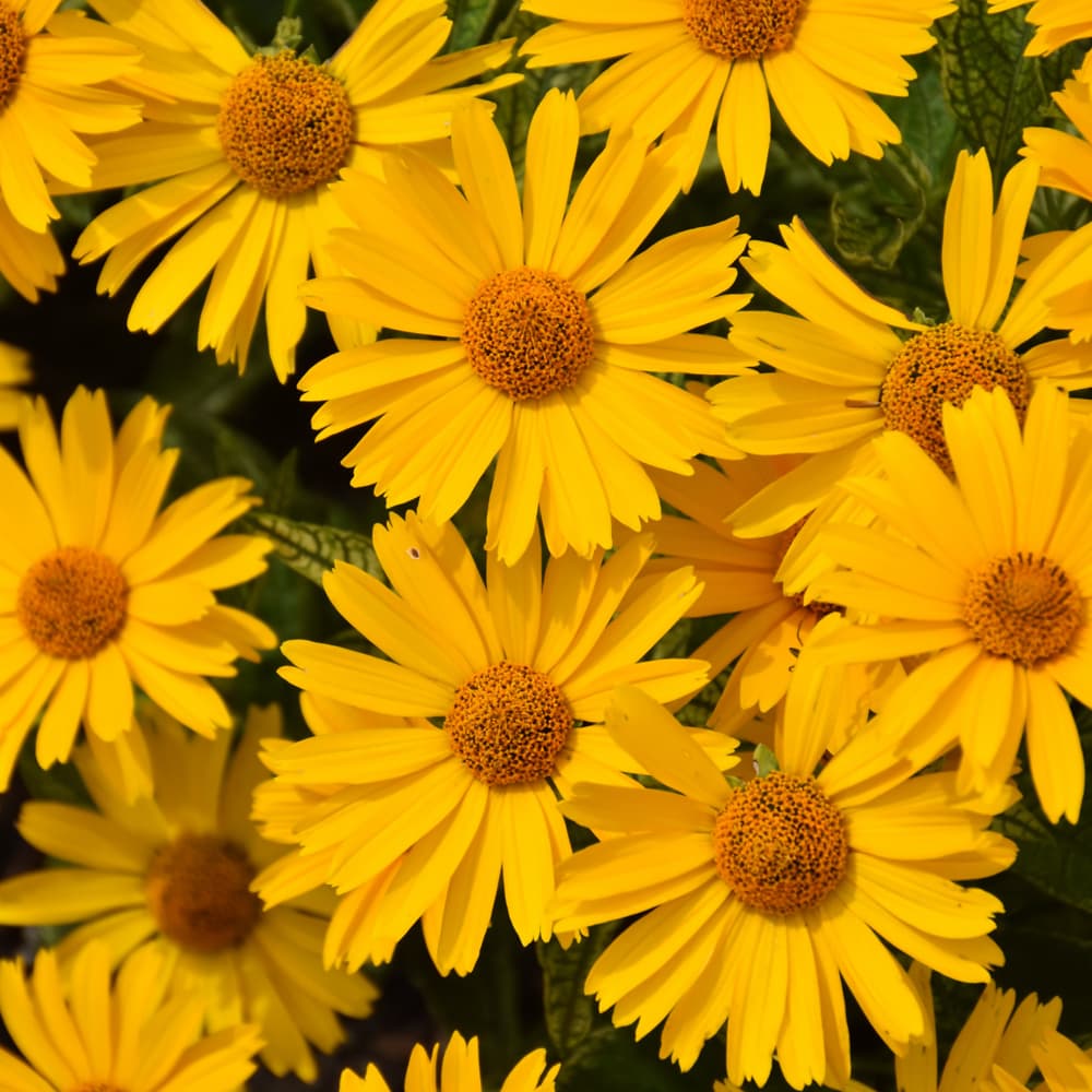 NetPS Plant Finder (www.netpsplantfinder.com)