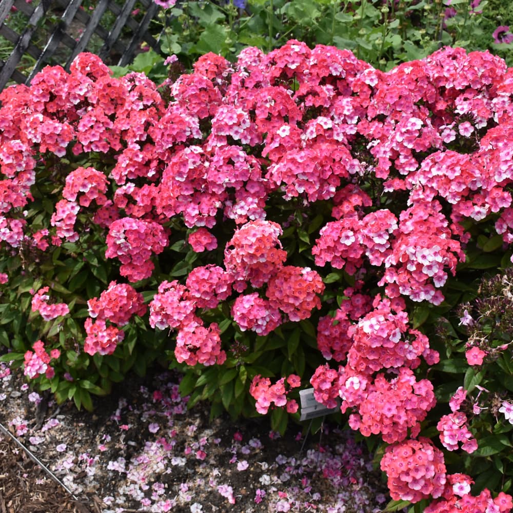 NetPS Plant Finder (www.netpsplantfinder.com)